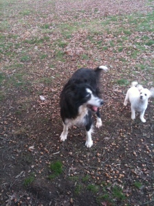 Collie and poodle